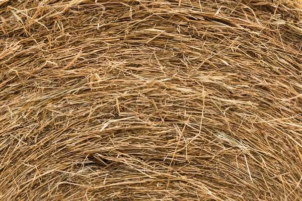Achtergrond en de textuur van droge stro — Stockfoto