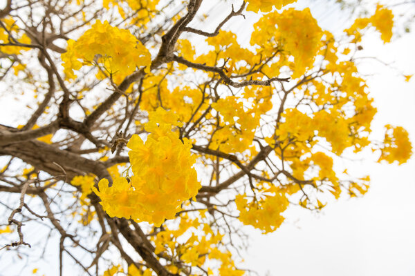 Серебряная труба
