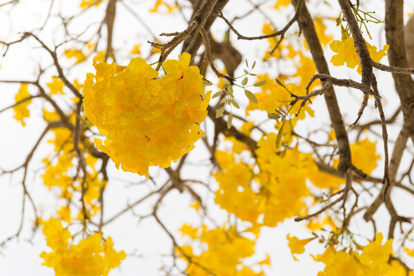 Серебряная труба
