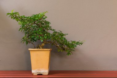 bonsai ağacı duvar zemin üzerine tencerede