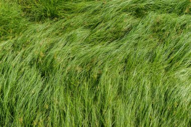 Somun çim, mor nutsedge, Nutsedge, Cocograss