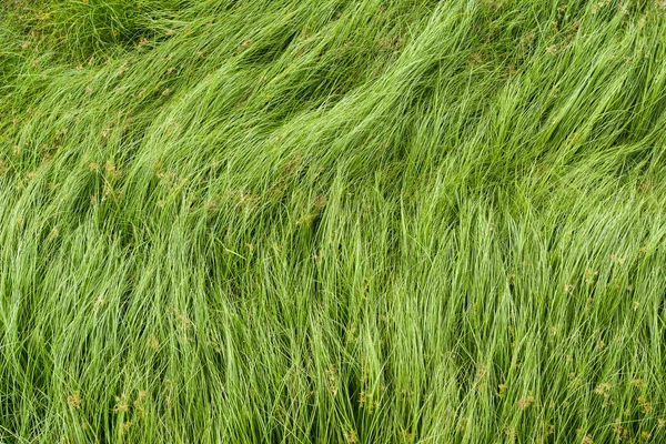 Nut grass, Purple nutsedge, Nutsedge, Cocograss — Stock Photo, Image