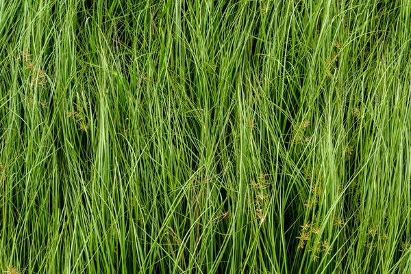 Nut grass, Purple nutsedge, Nutsedge, Cocograss — Stock Photo, Image