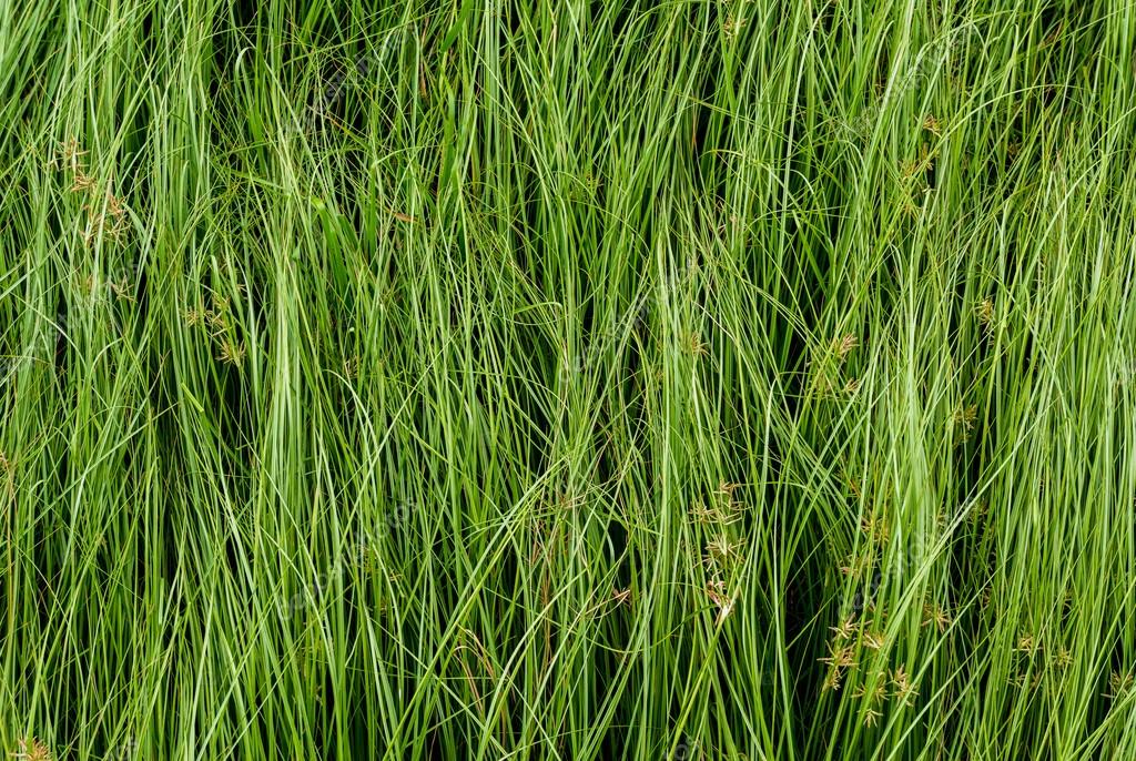 Nut grass, Purple nutsedge, Nutsedge, Cocograss — Stock Photo