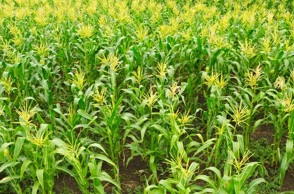 Čerstvé kukuřičné pole — Stock fotografie