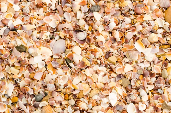 Sfondo shell su una spiaggia di sabbia — Foto Stock
