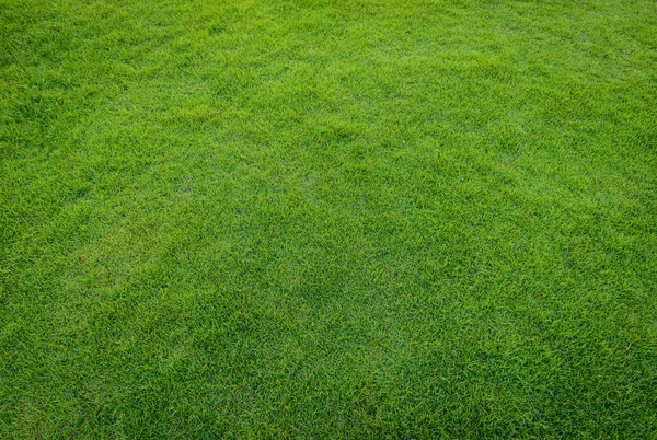 Zelené trávě vzorek od golfového hřiště v západu slunce tim — Stock fotografie