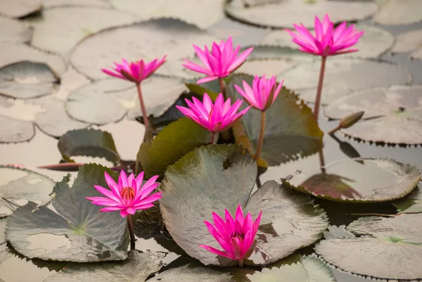 Pink color fresh lotus blossom — Stock Photo, Image