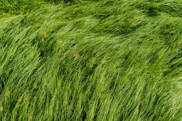 Nakrętka trawy, fioletowy nutsedge, Nutsedge, Cocograss — Zdjęcie stockowe
