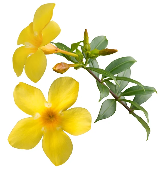 Allamanda yellow flower — Stock Photo, Image