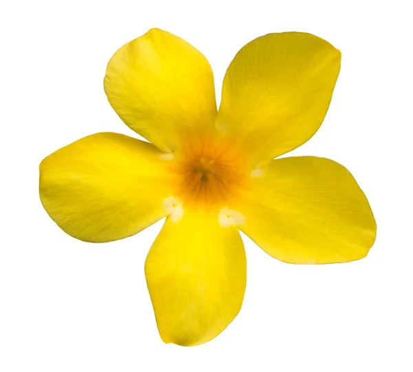 Fiore giallo allamanda — Foto Stock