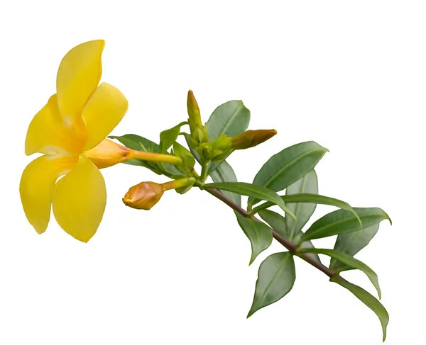 Allamanda yellow flower — Stock Photo, Image