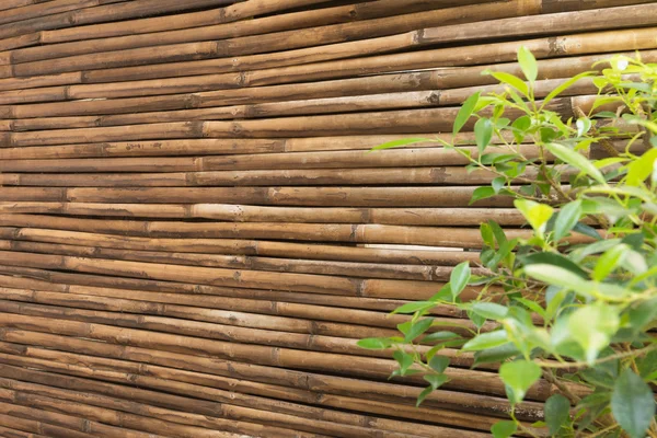 Bois de bambou de fond de mur de clôture — Photo