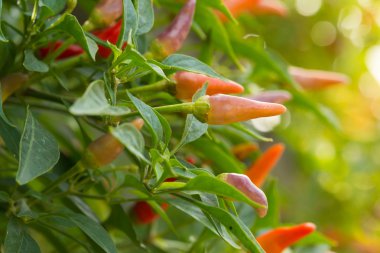 taze süs biber ağacı üzerinde