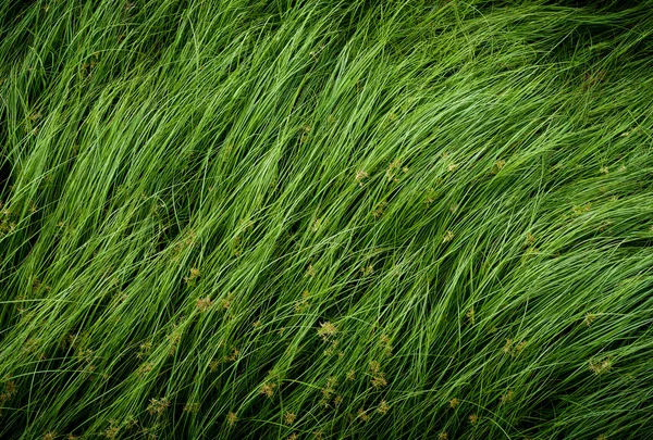 Καρπών με κέλυφος χόρτο, μωβ nutsedge, Nutsedge, Cocograss — Φωτογραφία Αρχείου