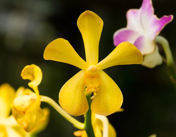 Primo piano orchidea gialla — Foto Stock
