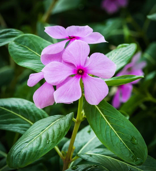 Rosa blomma i trädgården, västindiska periwinkle — Stockfoto