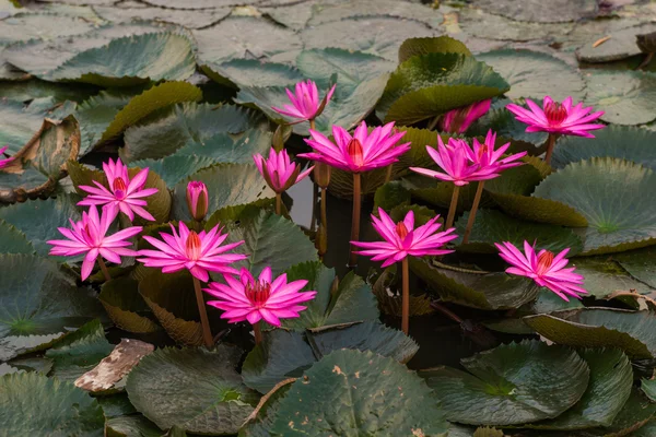 Rosa Farbe frische Lotusblüte — Stockfoto