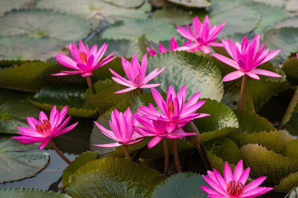 Pink color fresh lotus flower blossom — Stock Photo, Image