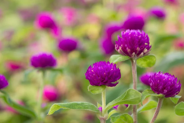 Globus Amaranth Schönheit Blume, Junggeselle-Taste — Stockfoto