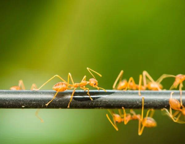 Червона мураха, що йде на чорному стрижні — стокове фото