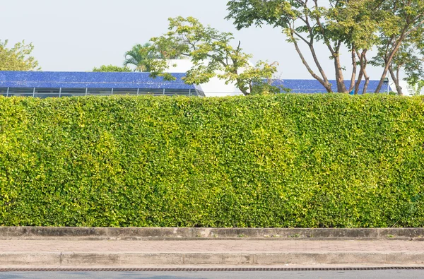 Tree fence in garden — Stock Photo, Image