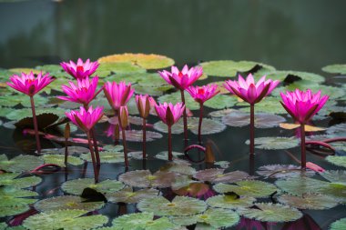 pembe renkli taze çiçek nilüferim