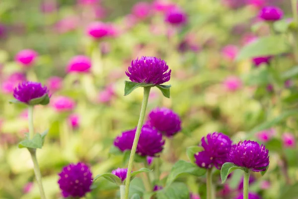 Globus Amaranth Schönheit Blume, Junggeselle-Taste — Stockfoto