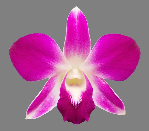 Красивые фиолетовые цветы дендробиум орхидеи — стоковое фото