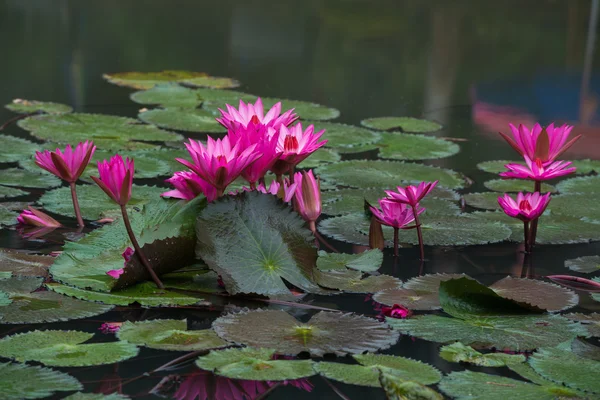 Розовый цвет свежий цветок лотоса — стоковое фото