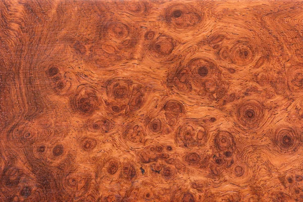 Фон і фактурою деревини Ormosia макросів — стокове фото