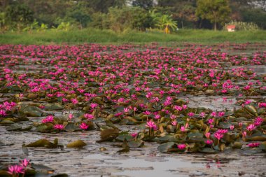 pembe renkli taze çiçek nilüferim