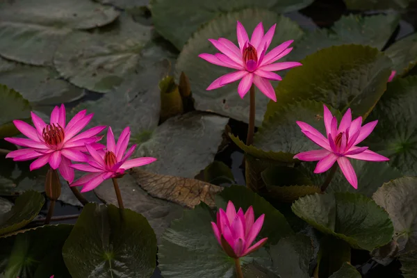 ピンク色の新鮮な蓮の花の花 — ストック写真