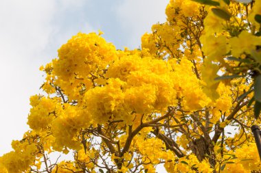 Gümüş trompet ağaç