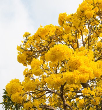 Gümüş trompet ağaç