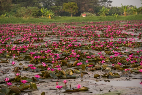 pembe renkli taze çiçek nilüferim