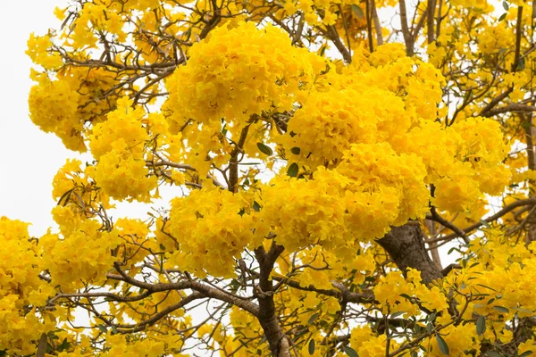 Árbol trompeta de plata — Foto de Stock