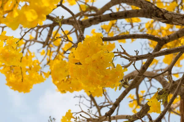 Árbol trompeta de plata — Foto de Stock