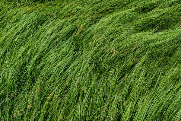 Nut grass, Purple nutsedge, Nutsedge, Cocograss — Stock Photo, Image