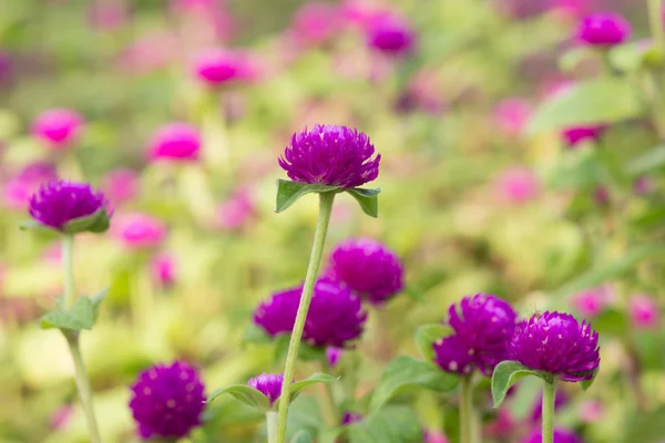 Globus Amaranth Schönheit Blume, Junggeselle-Taste — Stockfoto