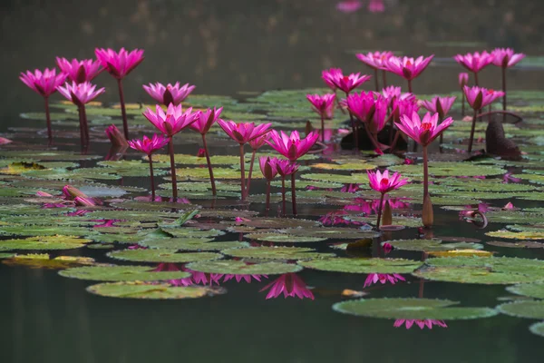 Pink color fresh lotus flower blossom — Stock Photo, Image