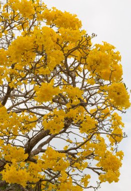 Gümüş trompet ağaç