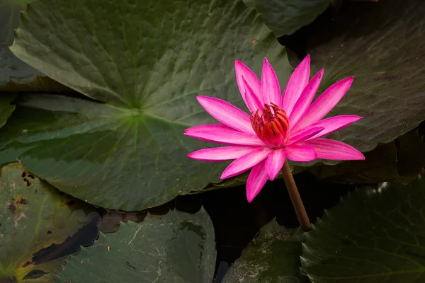 ピンク色の新鮮な蓮の花の花 — ストック写真