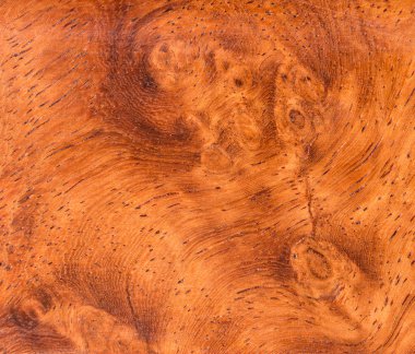 background and texture of Macro Ormosia wood clipart