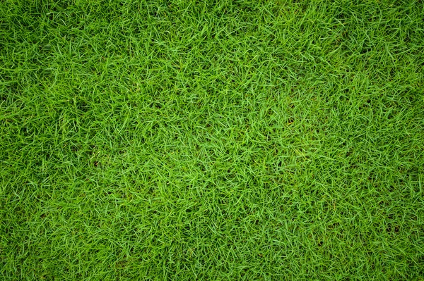 Beautiful green grass pattern from golf course — Stock Photo, Image