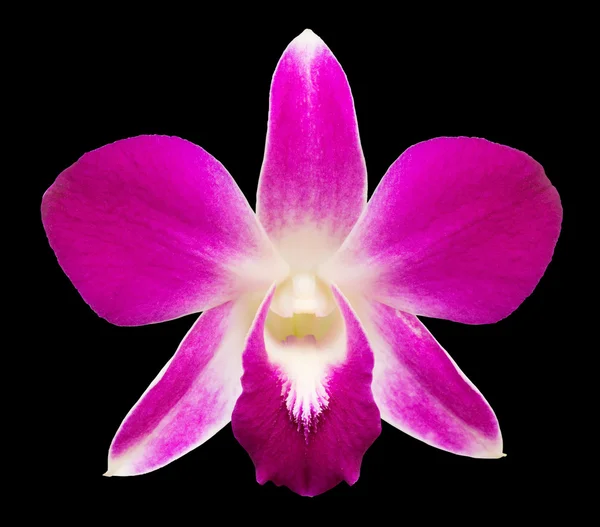 Bei fiori viola del orchid di Dendrobium — Foto Stock