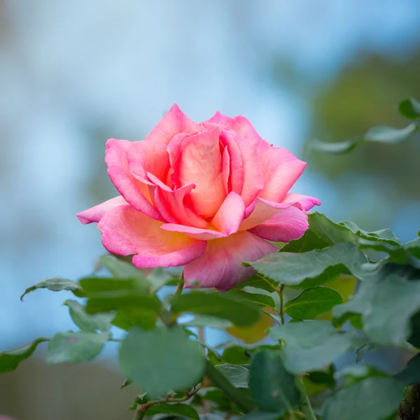 Beautiful pink rose in a garden — Stock Photo, Image