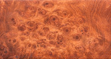 background and texture of Macro Ormosia wood clipart