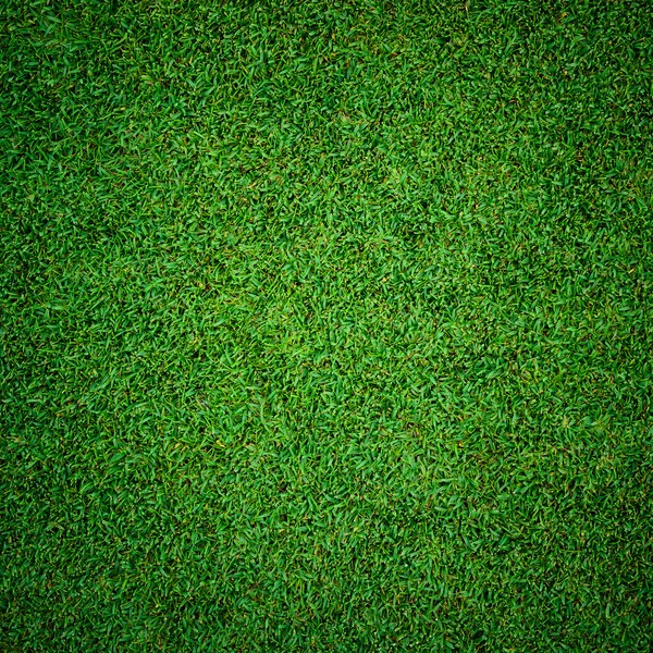 Beautiful green grass pattern from golf course — Stock Photo, Image