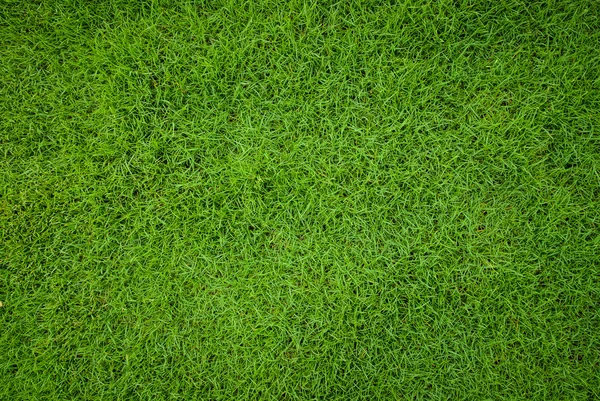 Beautiful green grass pattern from golf course — Stock Photo, Image